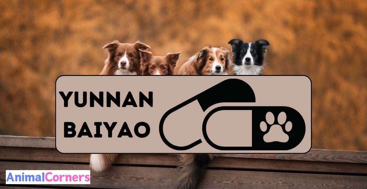 Yunnan Baiyao Dosage for Dogs 