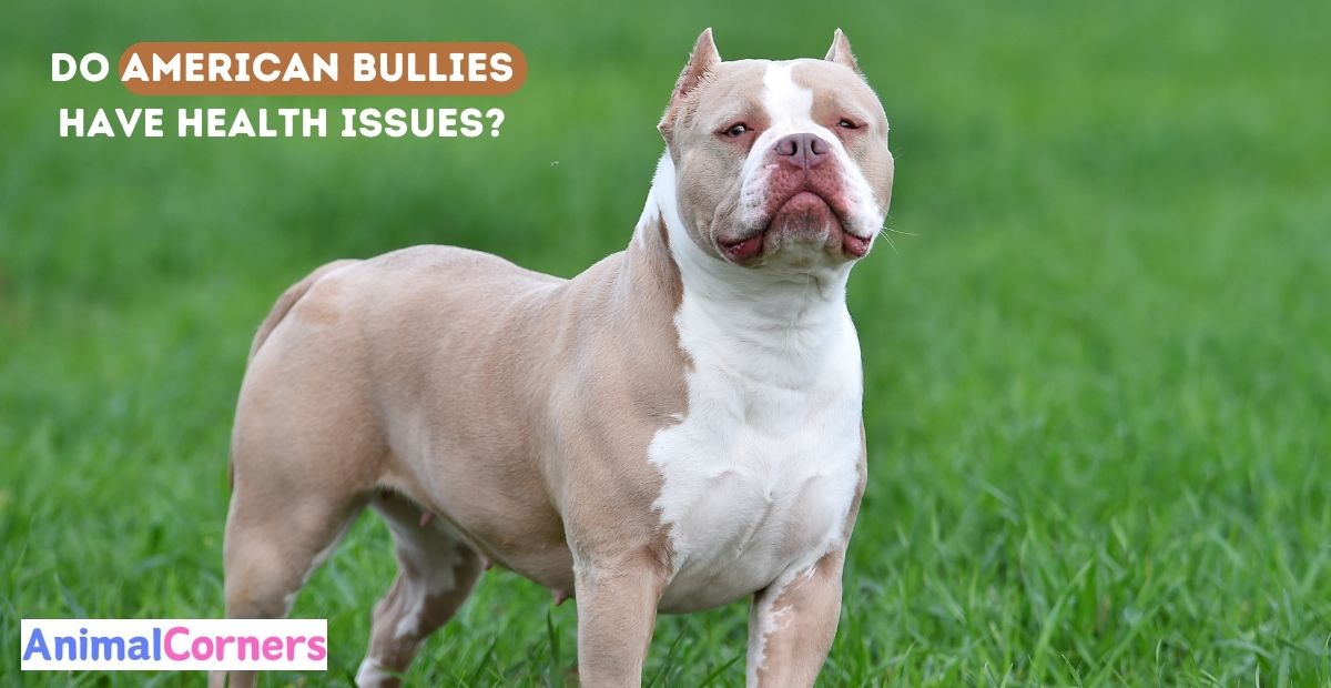 Do American Bullies Have Health Issues