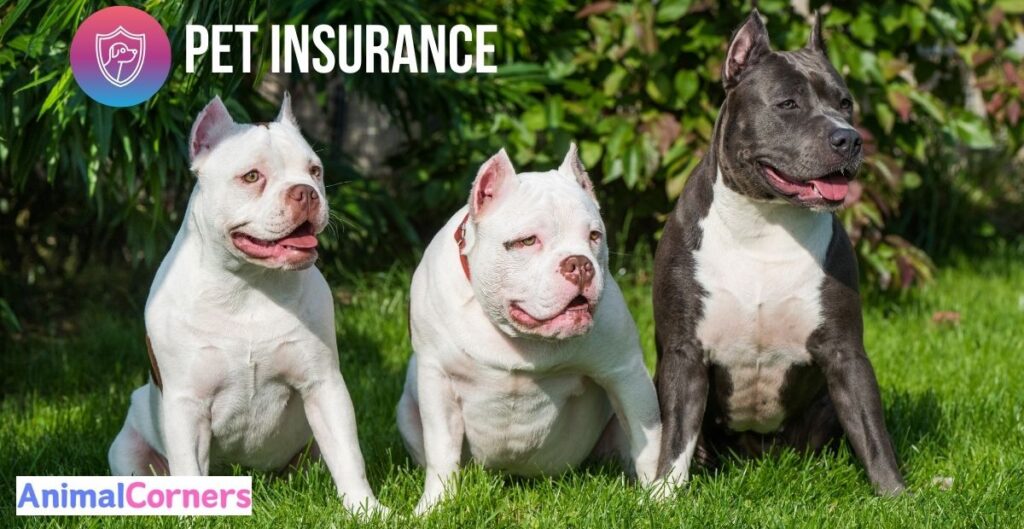 The Role of Pet Insurance for Your American Bully