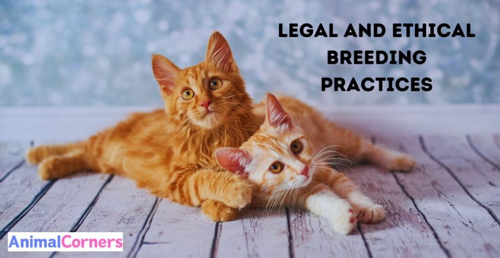 American Bobtail Breeder. Legal and Ethical Breeding Practices