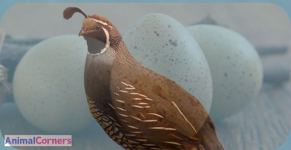 Button Quail Eggs