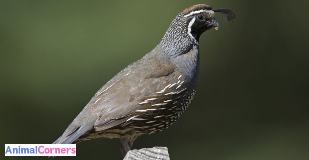 How to Raise Button Quails for Eggs