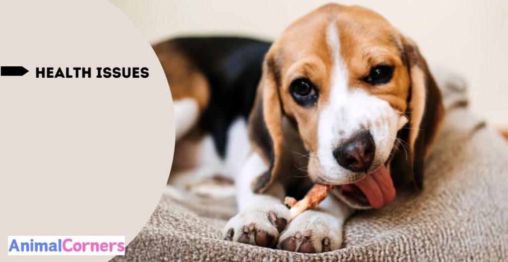 Why Beagles are the Worst Dogs - Health issues