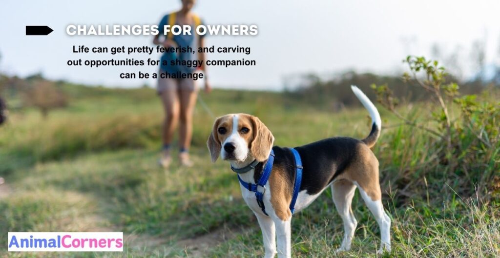 Why Beagles are the Worst Dogs - Animalcorners