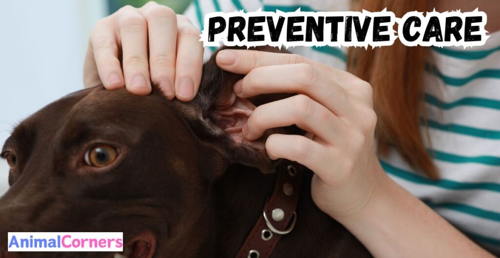 Preventive Care and Attention for burrs on dogs