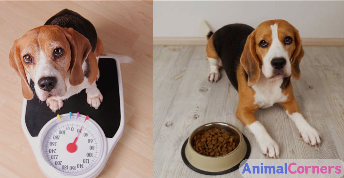 Why Is My Dog Losing Weight?