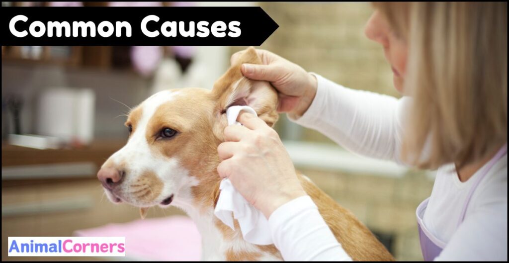 Why is My Dog's Ear Bleeding - Common causes