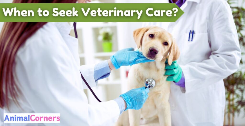 When to Seek Veterinary Care when dog ear's bleed?