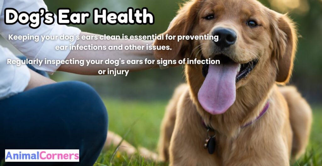 Preventive Measures to Maintain Dog’s Ear Health