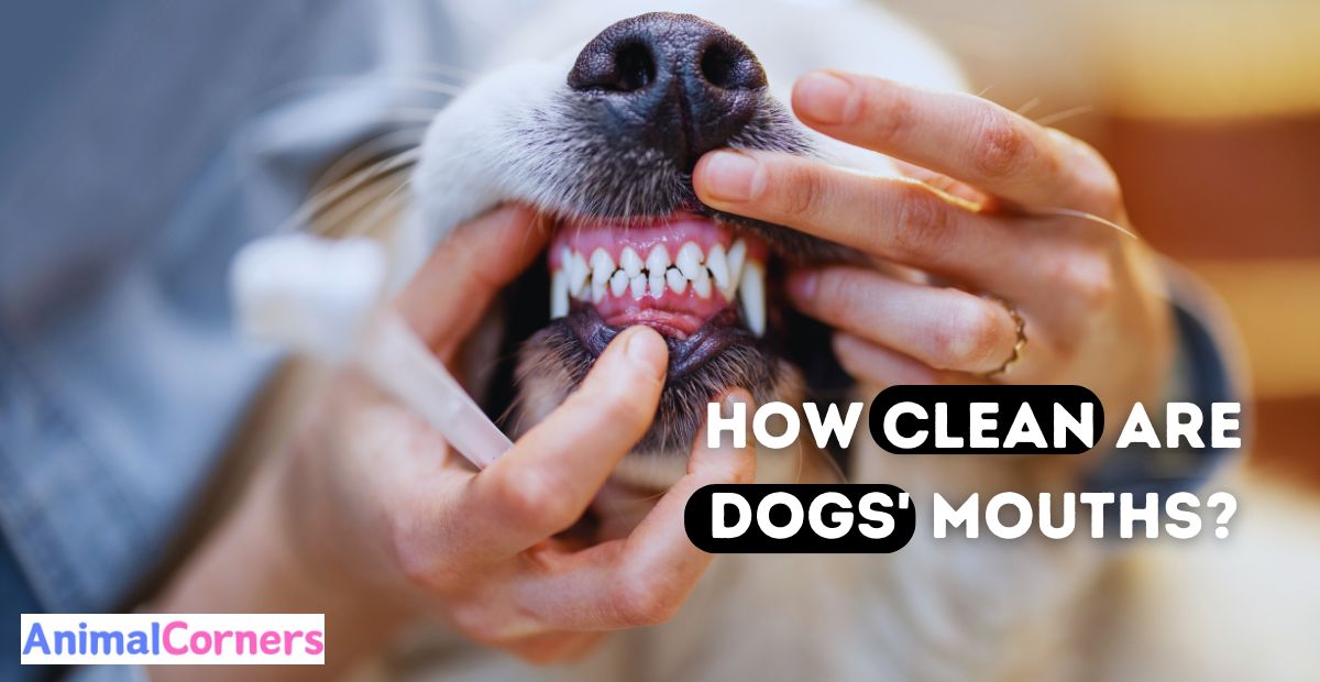 How Clean Are Dogs Mouths