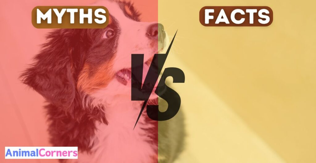 Myths vs. Facts: How Clean Are Dogs' Mouths?