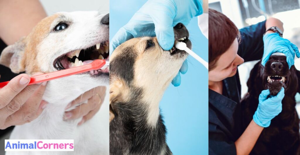 How to Improve Your Dog's Dental Hygiene?