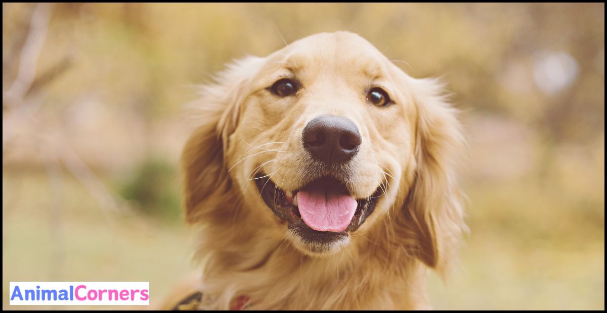 Why Golden Retrievers are the Best Dogs