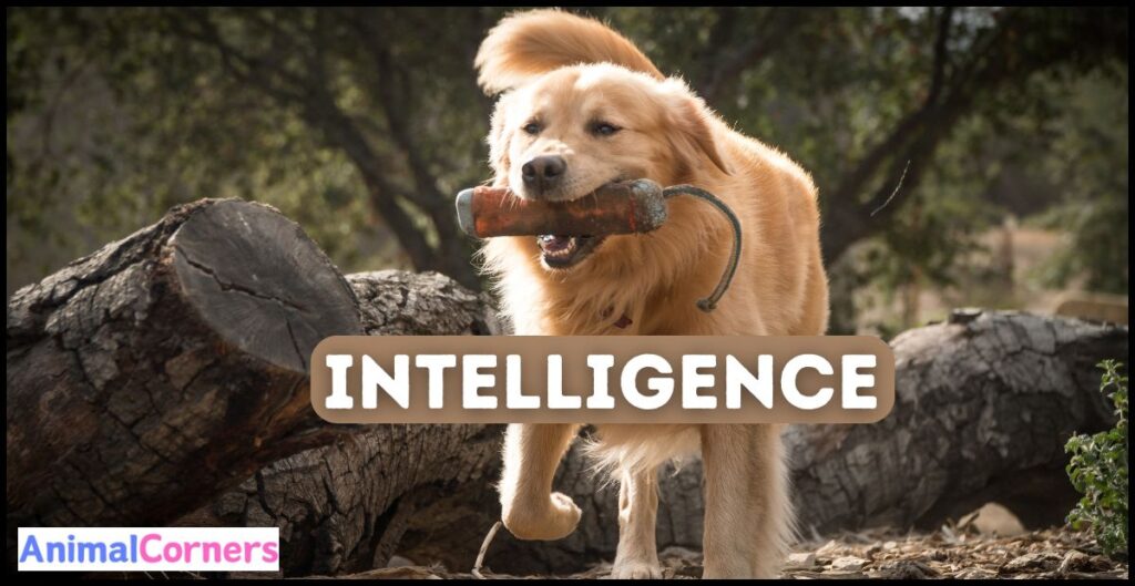 Why Golden Retrievers are the Best Dogs | Intelligence