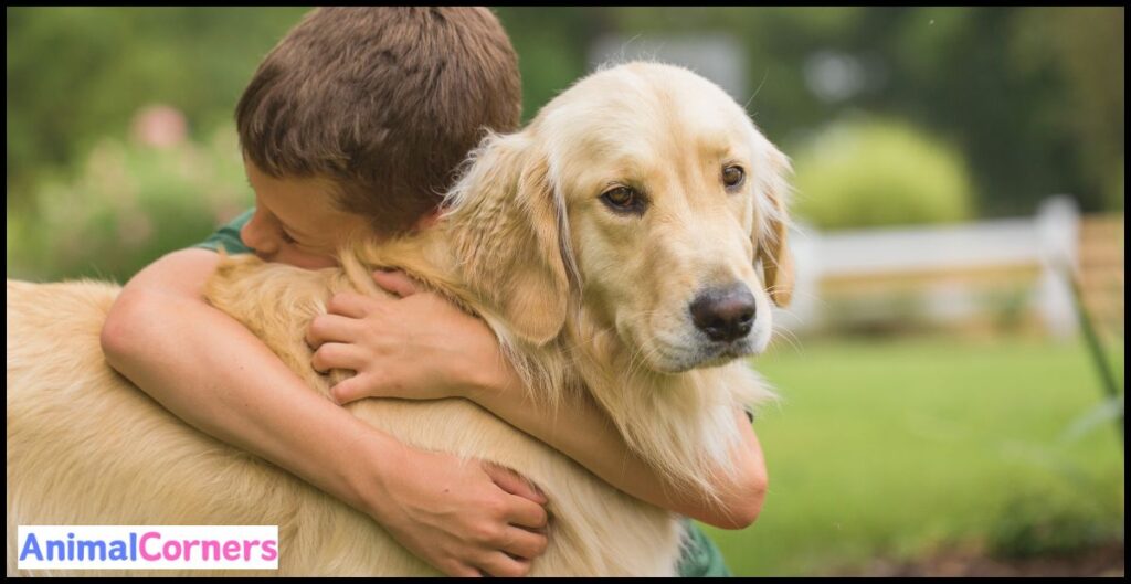 Why Golden Retrievers Are the Best Family Dog?