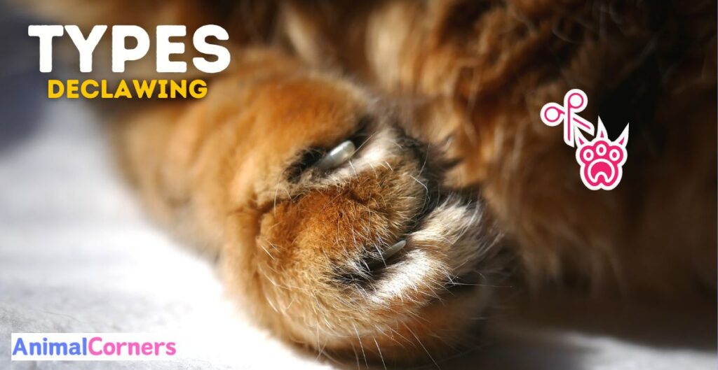 Types of Declawing a Cat