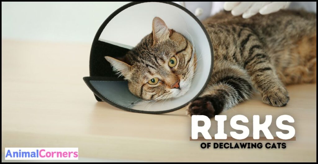 Risks and Cons of Declawing Cats