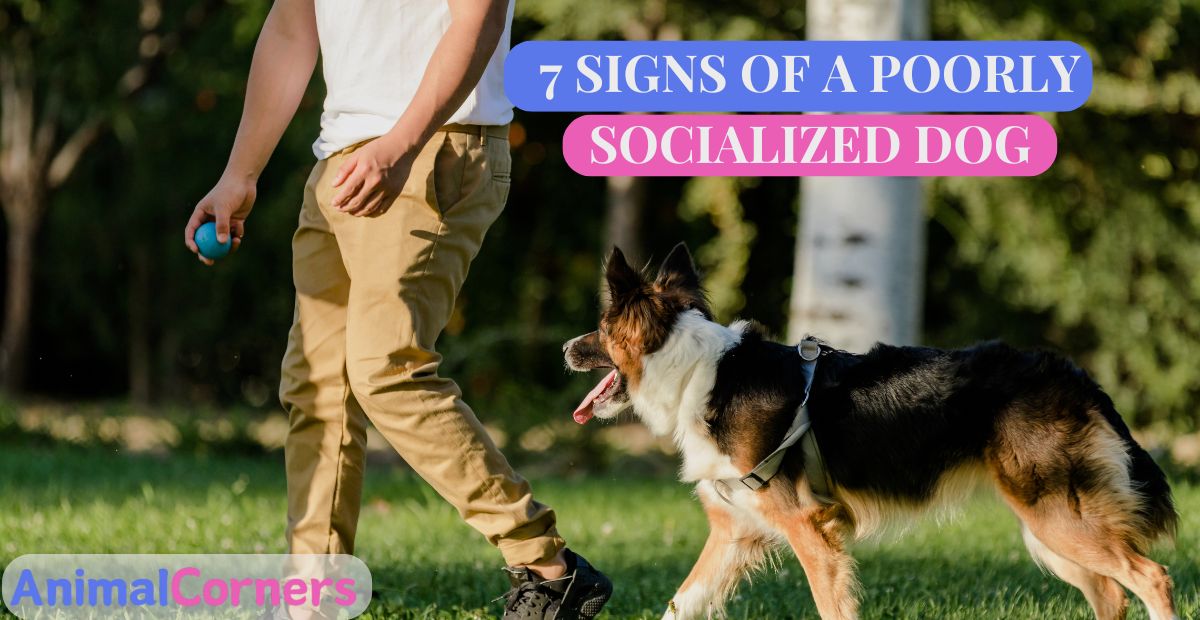 Signs of a Poorly Socialized Dog