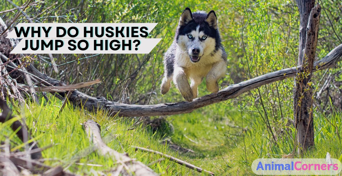 How High Can Huskies Jump?