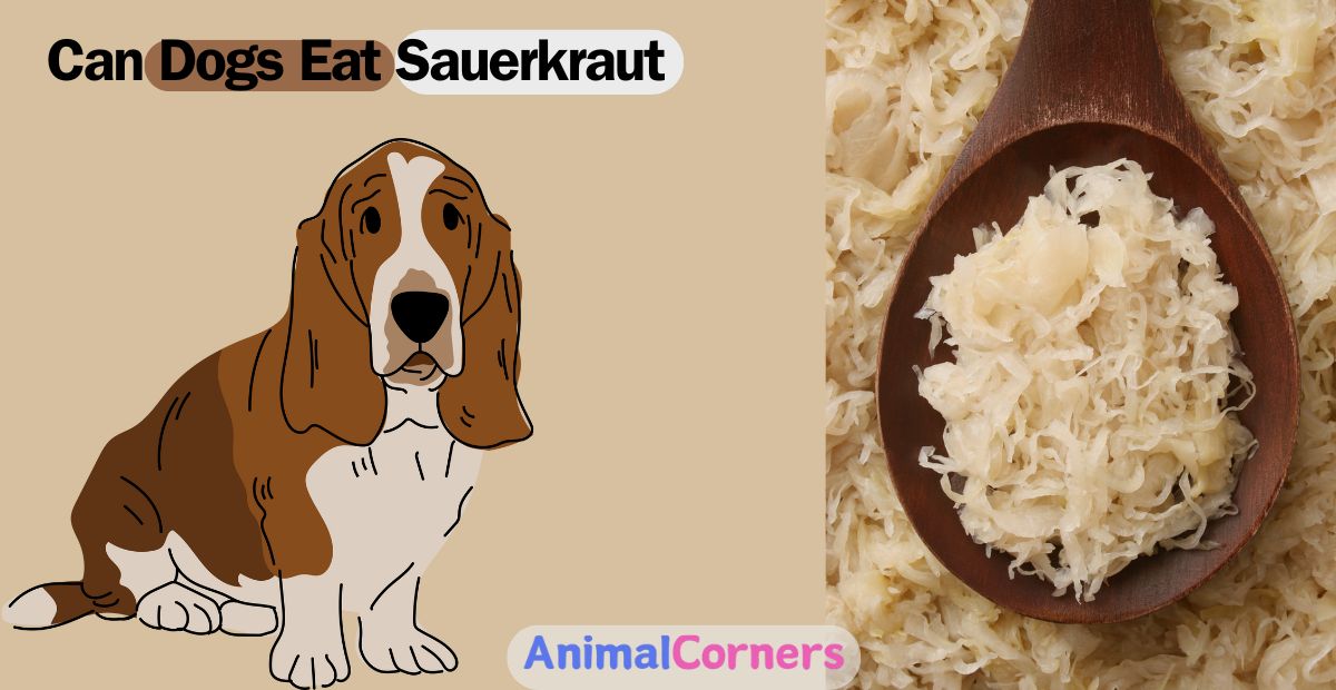 Can Dogs Eat Sauerkraut