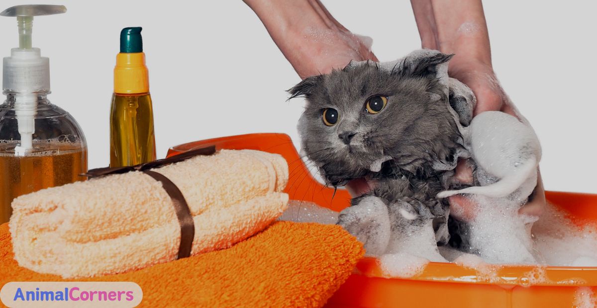 Can You Use Dog Shampoo on Cats