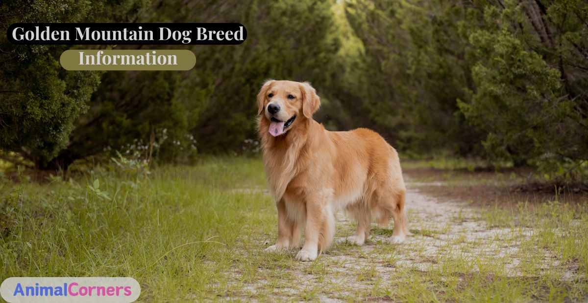 Golden Mountain Dog