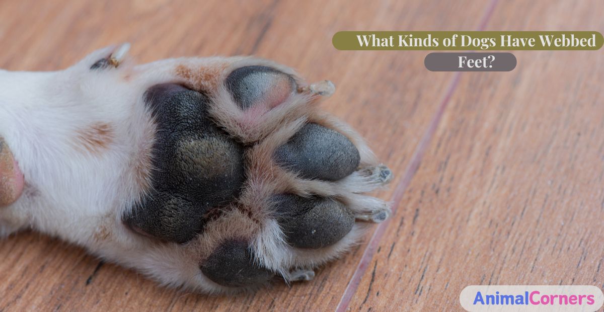 What Kinds of Dogs Have Webbed Feet