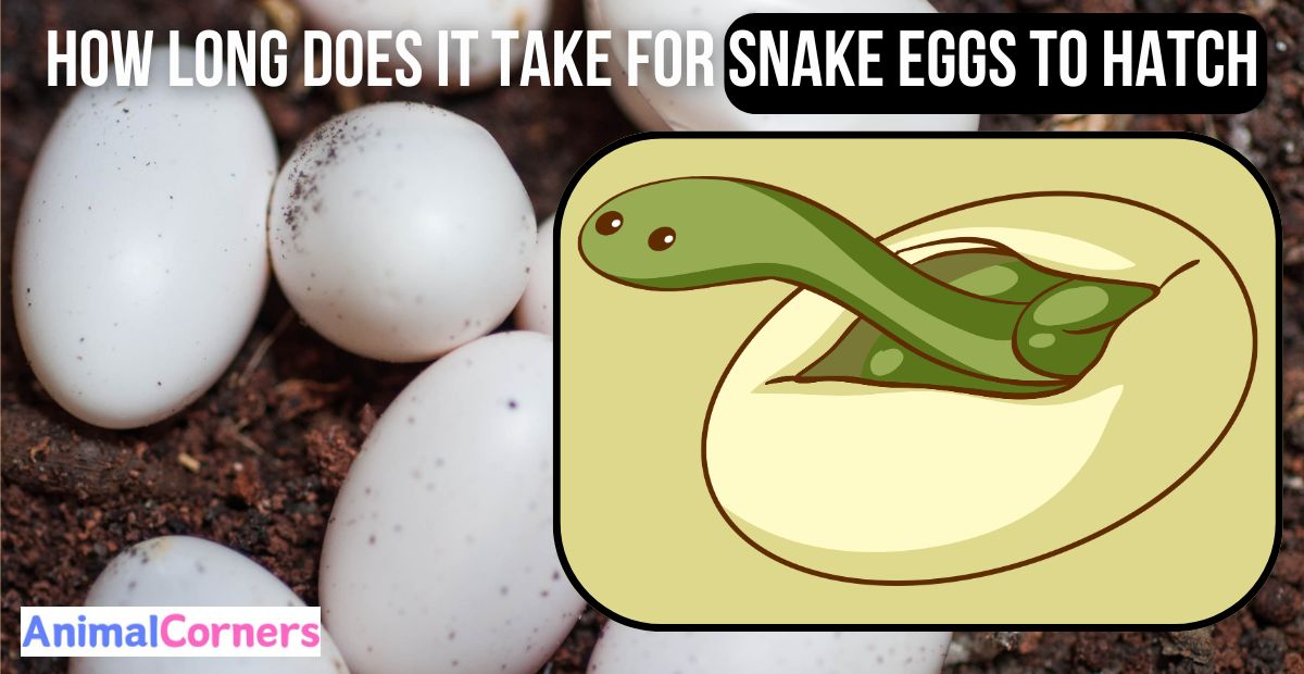 How Long Does It Take for Snake Eggs to Hatch