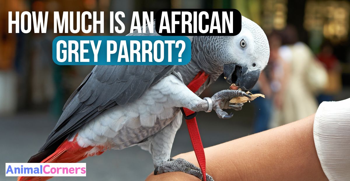 How Much is an African Grey Parrot?