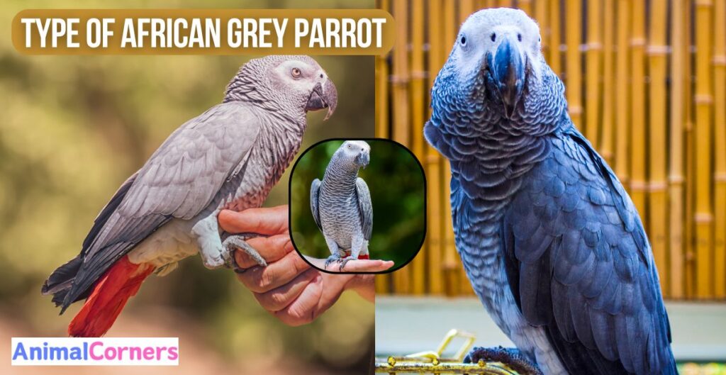 How Much is an African Grey Parrot: Type 