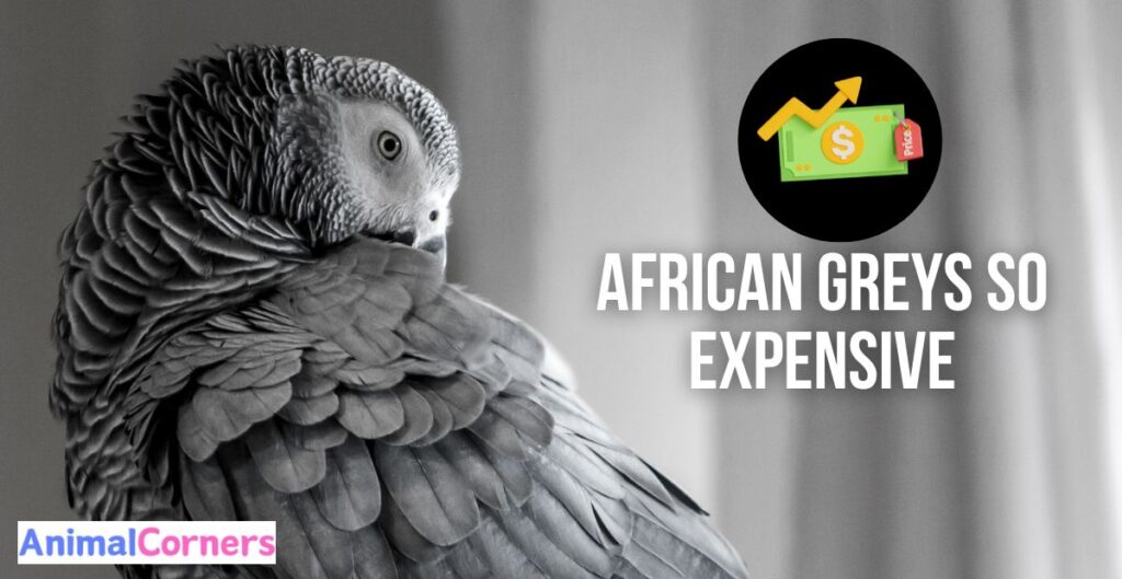 Why Are African Greys So Expensive?