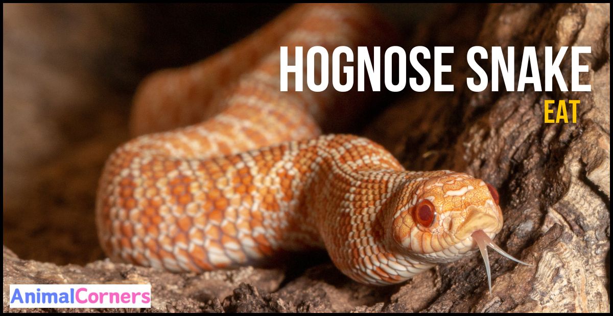 What Does a Hognose Snake Eat