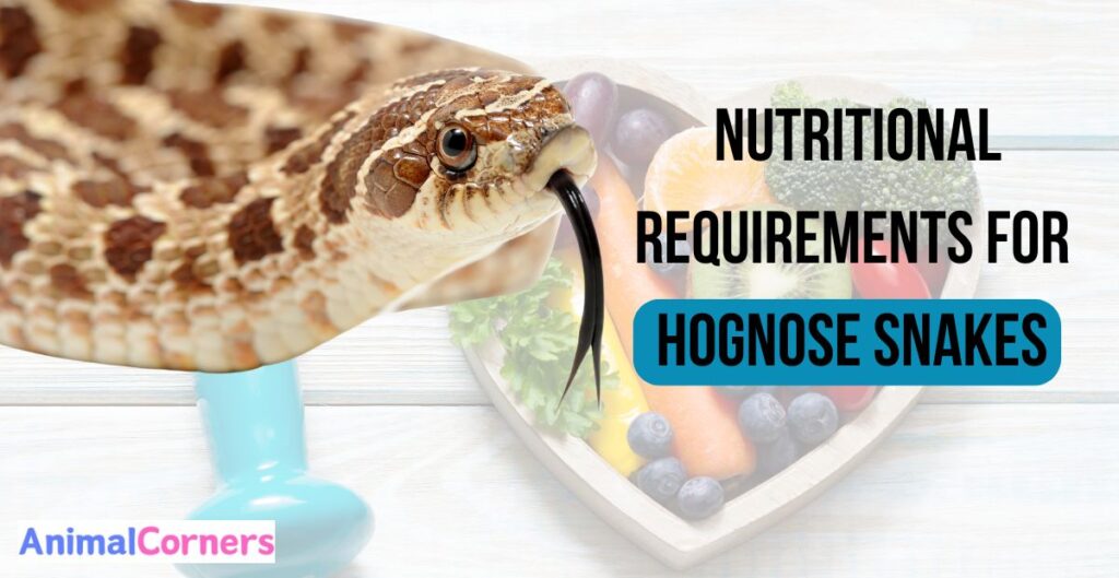 What Are the Nutritional Requirements for Hognose Snakes?