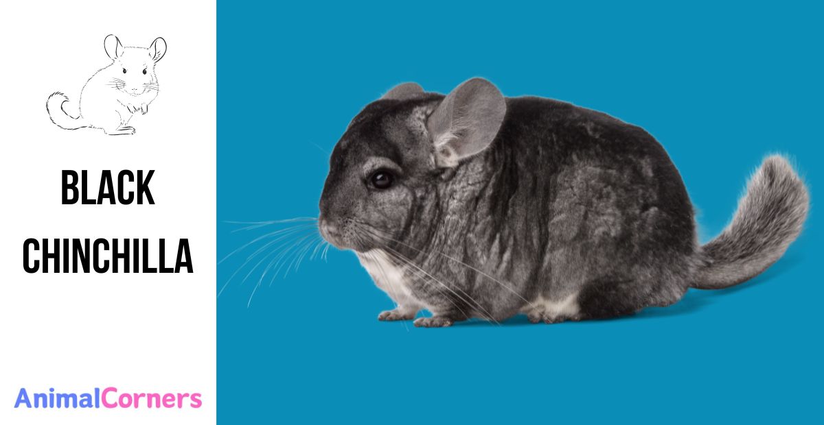 Black Chinchilla