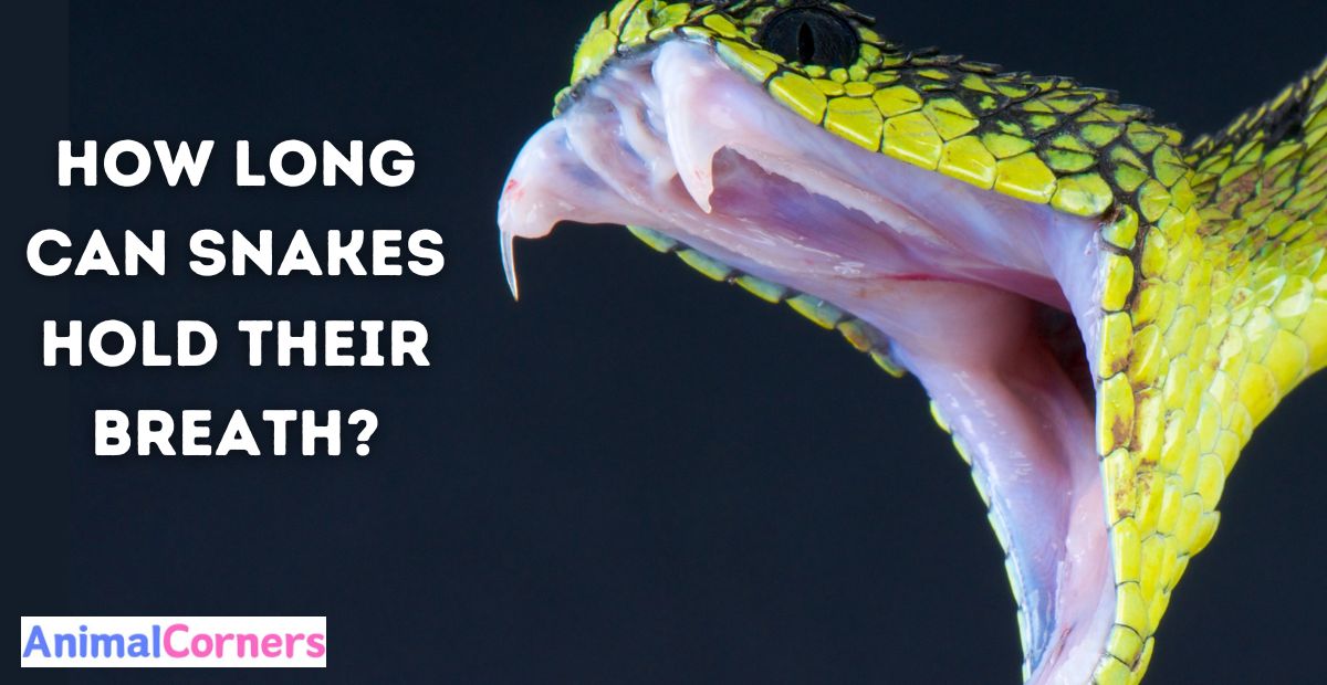 How Long Can Snakes Hold Their Breath