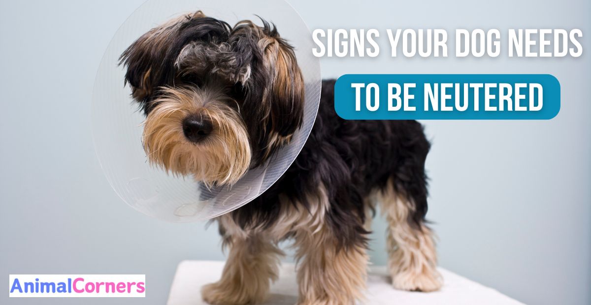 Signs Your Dog Needs to Be Neutered