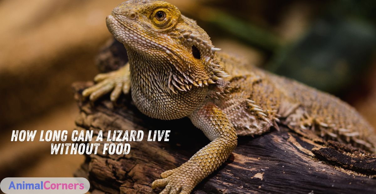 How Long Can a Lizard Live Without Food?