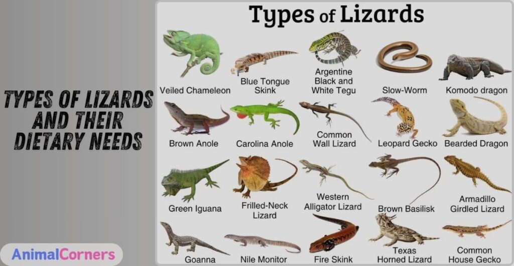 Types of Lizards and Their Dietary Needs