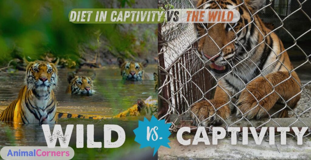 Diet in Captivity vs. the Wild