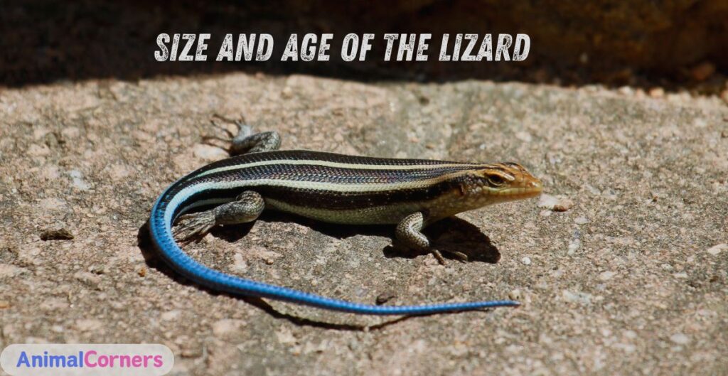 Size and Age of the Lizard 