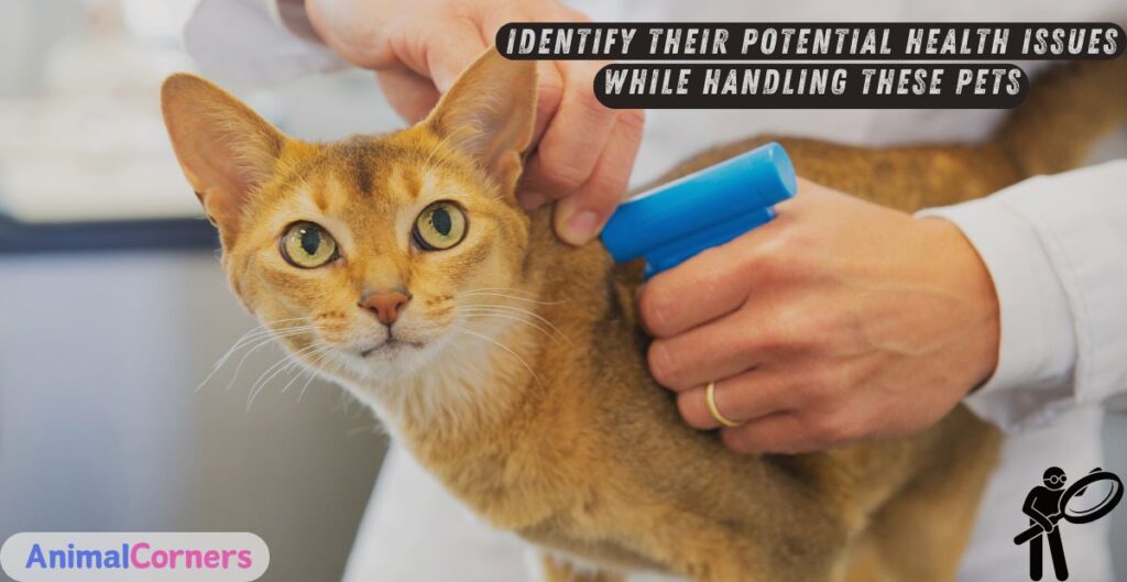 Health and Wellness: Identify Their Potential Health Issues While Handling These Pets