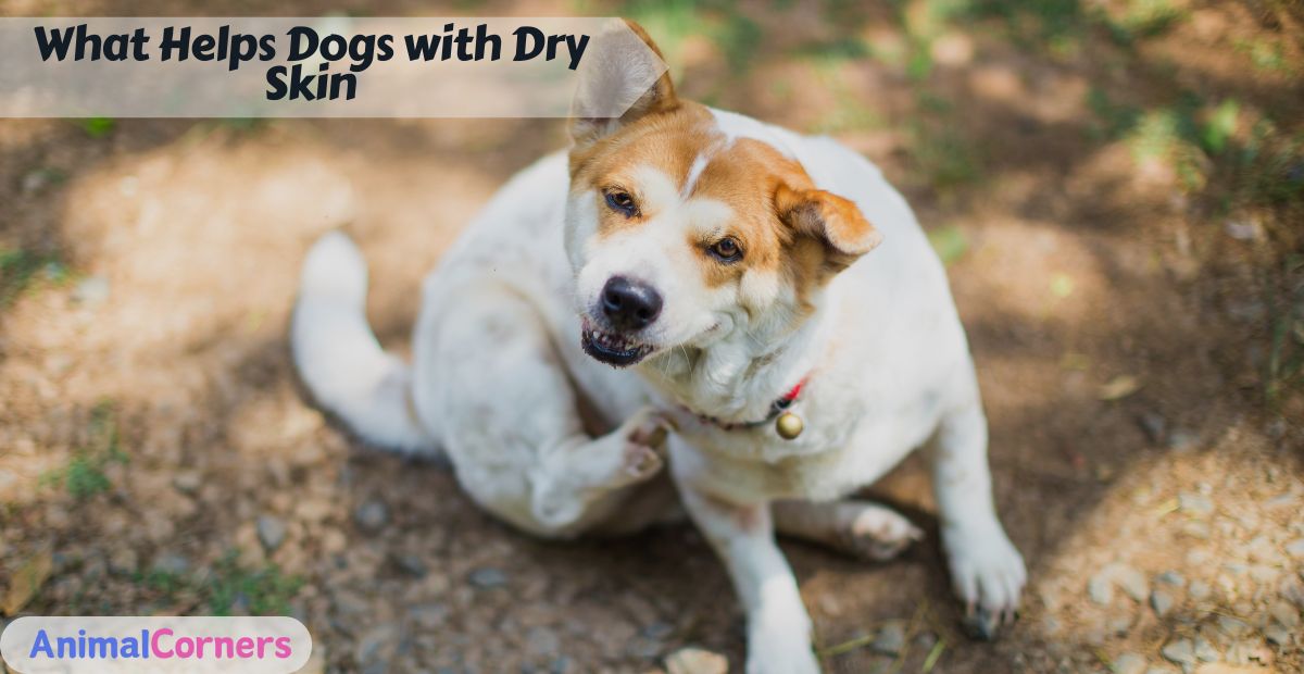 What Helps Dogs with Dry Skin