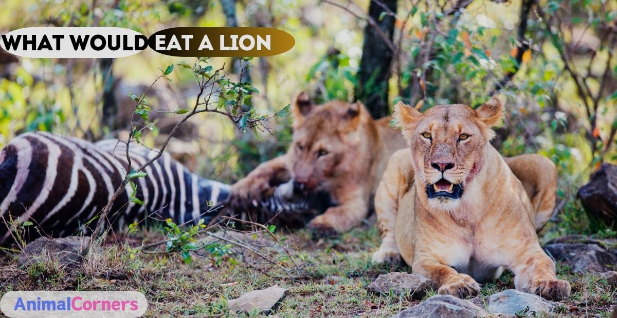 What Would Eat a Lion