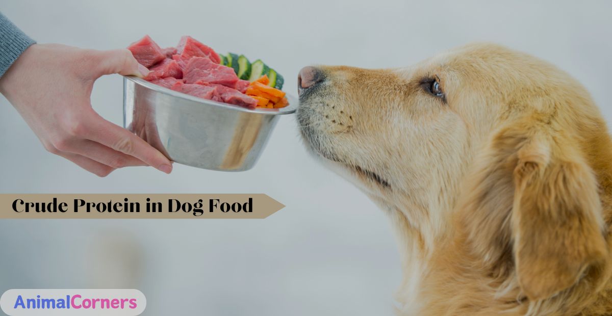 What is Crude Protein in Dog Food