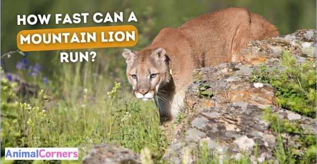 How Fast Can a Mountain Lion Run