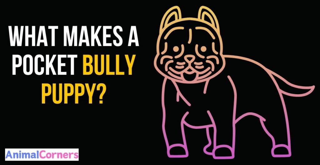 What Makes a Pocket Bully Puppy?