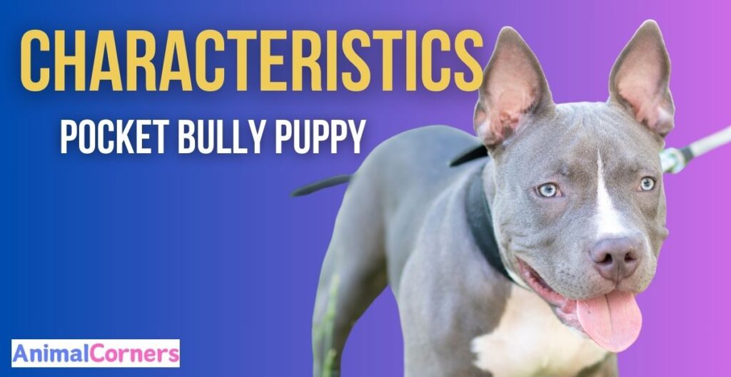 Characteristics of a Pocket Bully Puppy