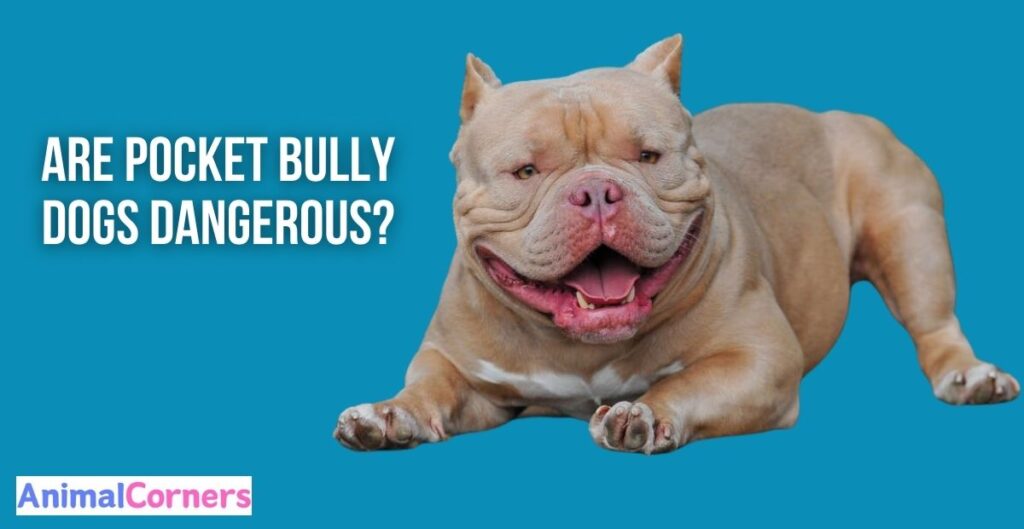 Are Pocket Bully Dogs Dangerous?