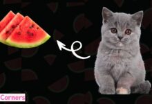 Can Cats Eat Watermelon?