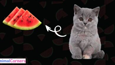 Can Cats Eat Watermelon?